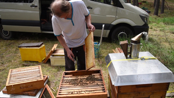Imker bei der Arbeit am sanftmütigen Bienenvolk