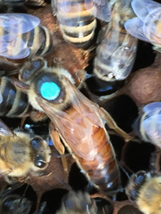 Buckfast Bienenkönigin auf Brutwabe